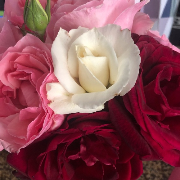 daniemae71